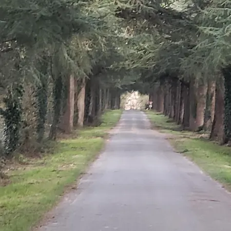 Le Citrus - Sejour Cosy En Plein Centre Historique Daire Montaigu-Vendee